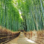 Sagano bamboo forest path in Arashiyama, Kyoto — Wikimedia Commons, Naokijp, CC BY-SA 4.0
