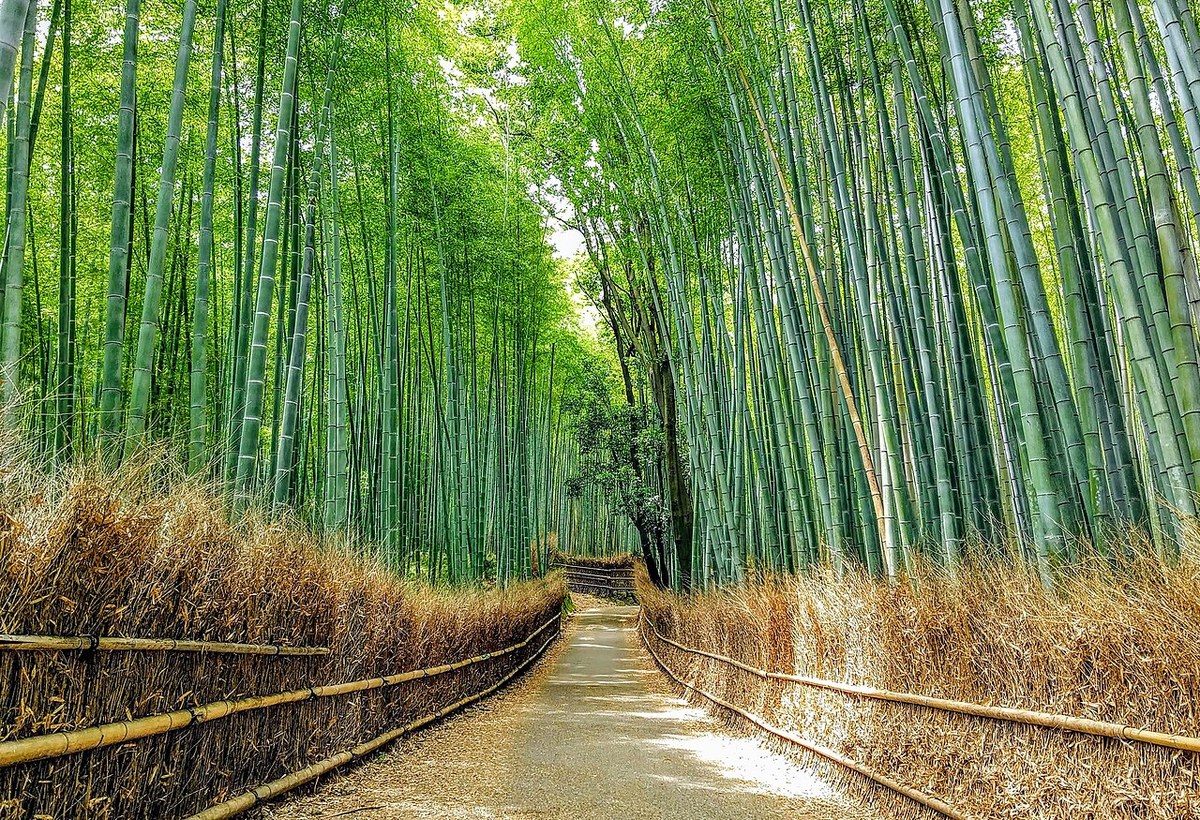 Sagano bamboo forest path in Arashiyama, Kyoto — Wikimedia Commons, Naokijp, CC BY-SA 4.0