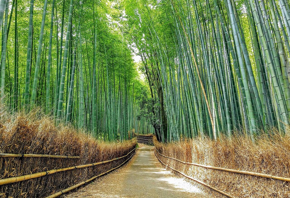 Bamboo forest path in Arashiyama, Kyoto