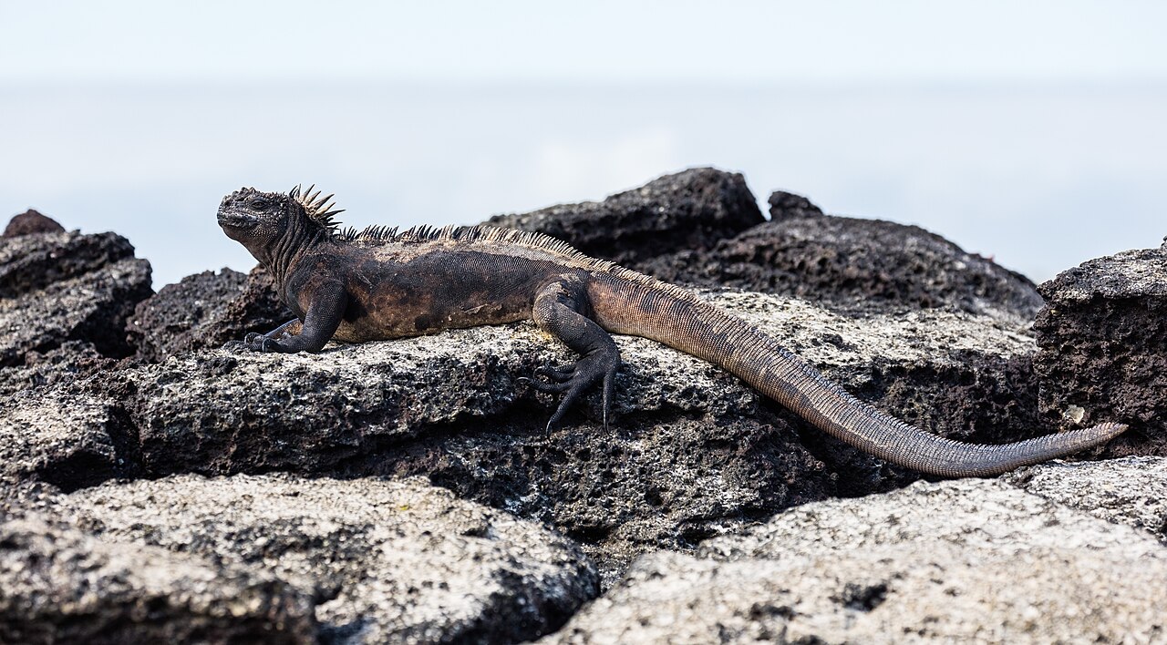 Marine iguana on Las Bachas beach, Santa Cruz, Galápagos