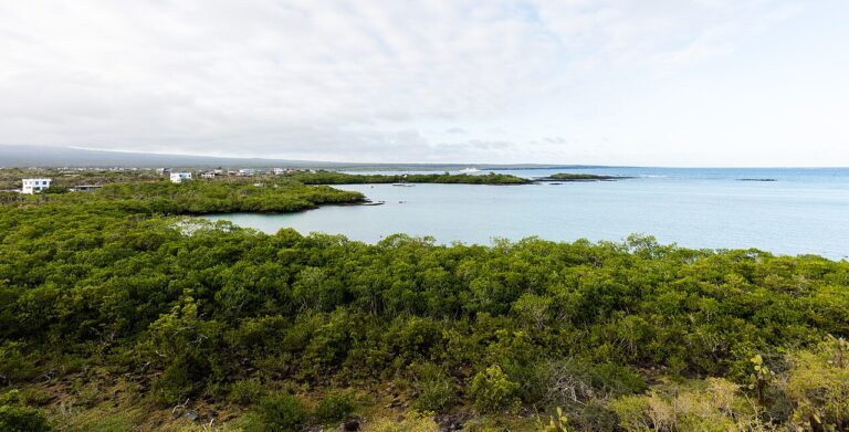Coastal landscape on Santa Cruz Island in the Galápagos, Ecuador